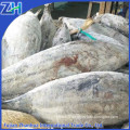 Fresh frozen skipjack tuna whole round best quality hot sale to Srilanka